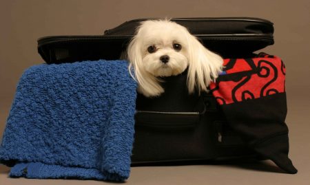 Immigrants with pets in Spain