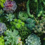 Must-know Tips for Succulent Beginners
