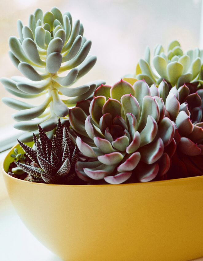 succulent pot