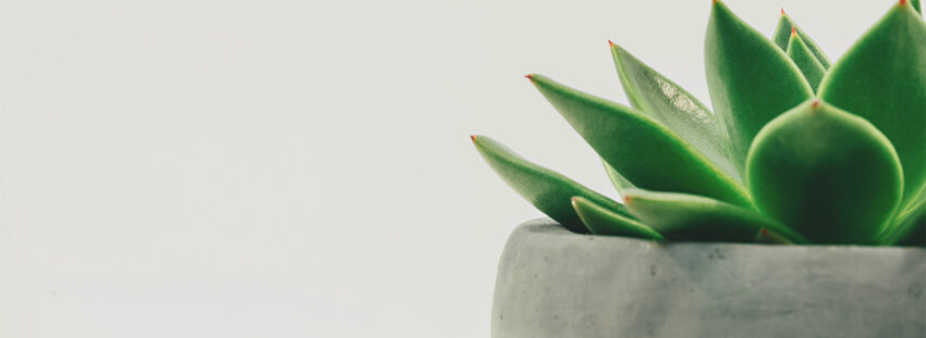 care succulent water